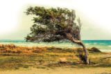 Wild Wonders – March 2024
