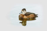 Crane Spotter – Yankee doodle duckie