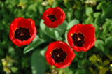 Gardening Tips – June