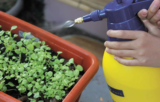 Garden Life – July 2022