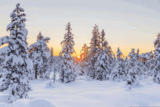 Wild Wonders – January 2024