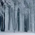 A Winter Walk in Cranleigh