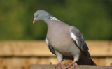 Crane Spotter – April 2021 – Jokers out the back, Wood Pigeons