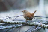 Crane Spotter – Punching above its weight
